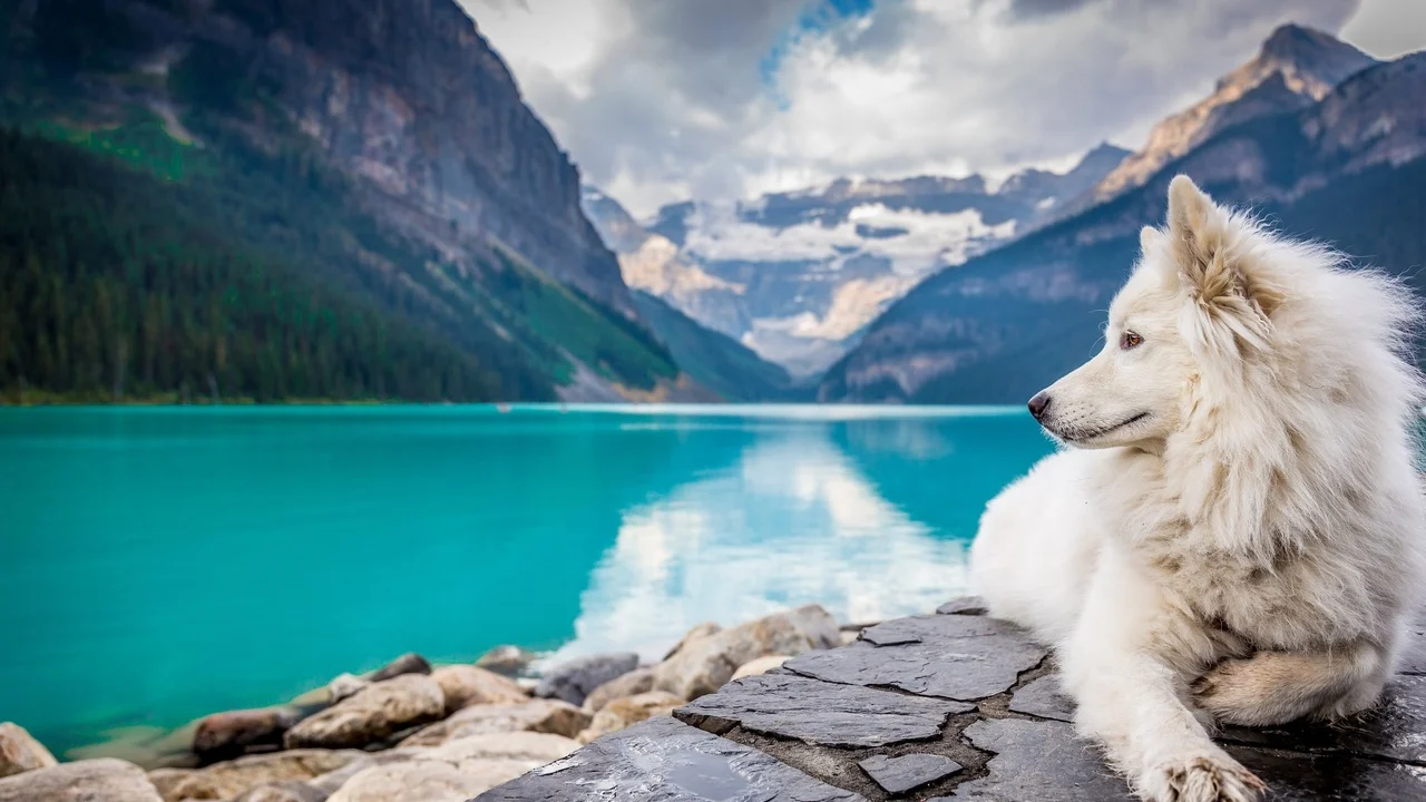 How Spiritual Beliefs in Pet Afterlife Can Inspire a Musician's Creative Process