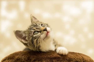 Spiritual beliefs in pet afterlife